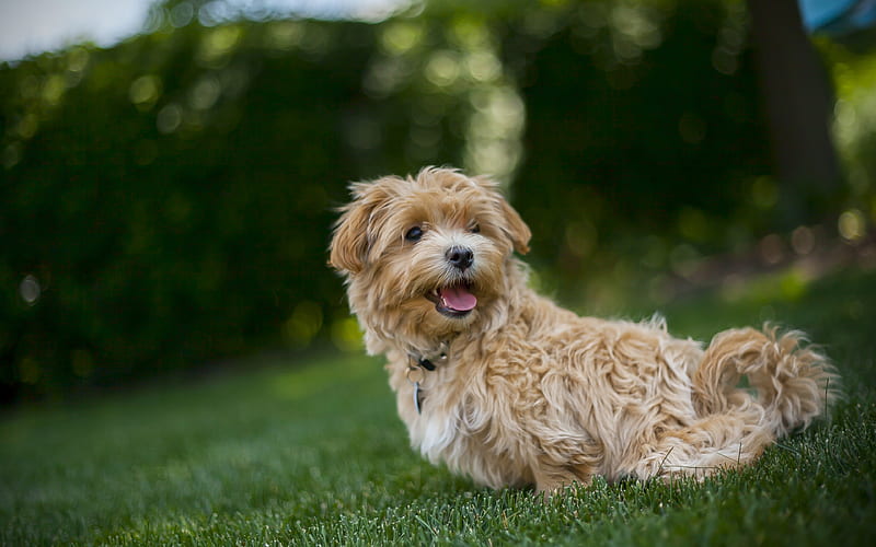 Glen of Imaal Terrier, green grass, pets, summer, white dog, dogs, Glen of Imaal Terrier Dog, lawn, HD wallpaper