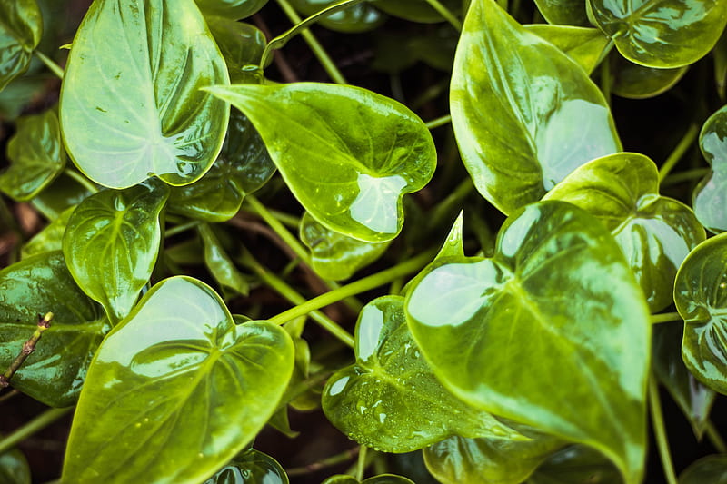 leaves, wet, water, plant, green, HD wallpaper