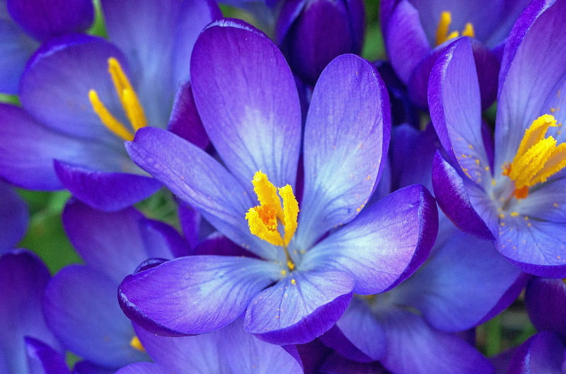 Crocuses, purple, blue, crocus, flower, yellow, spring, primavara, HD wallpaper
