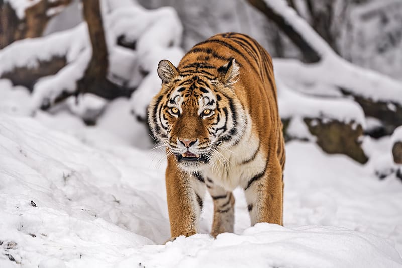 siberian tiger, tigress, big cat, predator, snow, HD wallpaper
