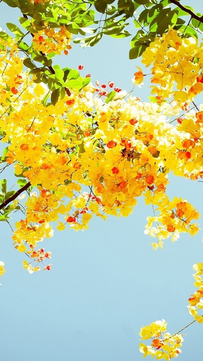 Yellow Flowers, bonito, flower, life, love, nature, nice, sky, HD phone  wallpaper | Peakpx