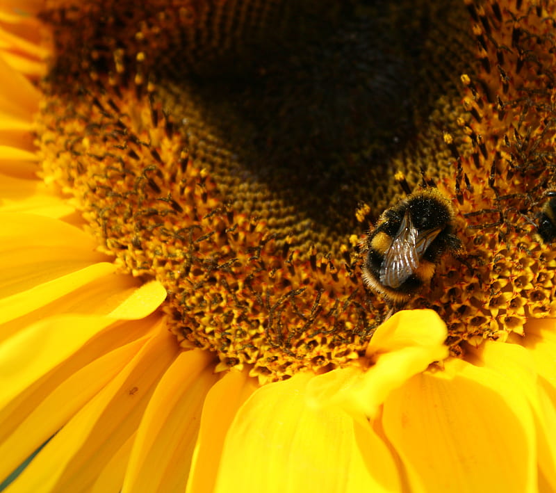 Bee On Sunflower, flower, nature, yellow, HD wallpaper