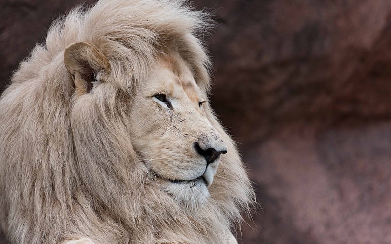 white lion, wildlife, predator, king of beasts, lion, HD wallpaper
