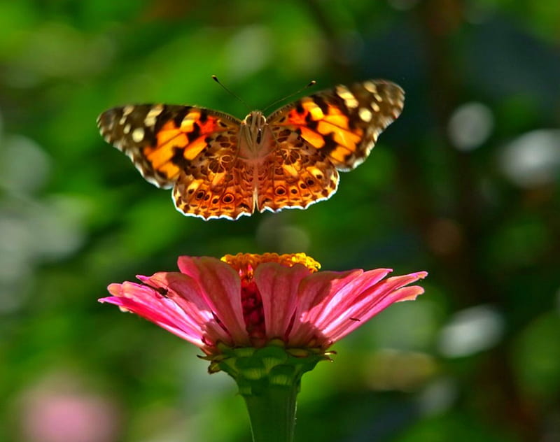 The beauty of two, flower, closeup, petals, butterfly, HD wallpaper