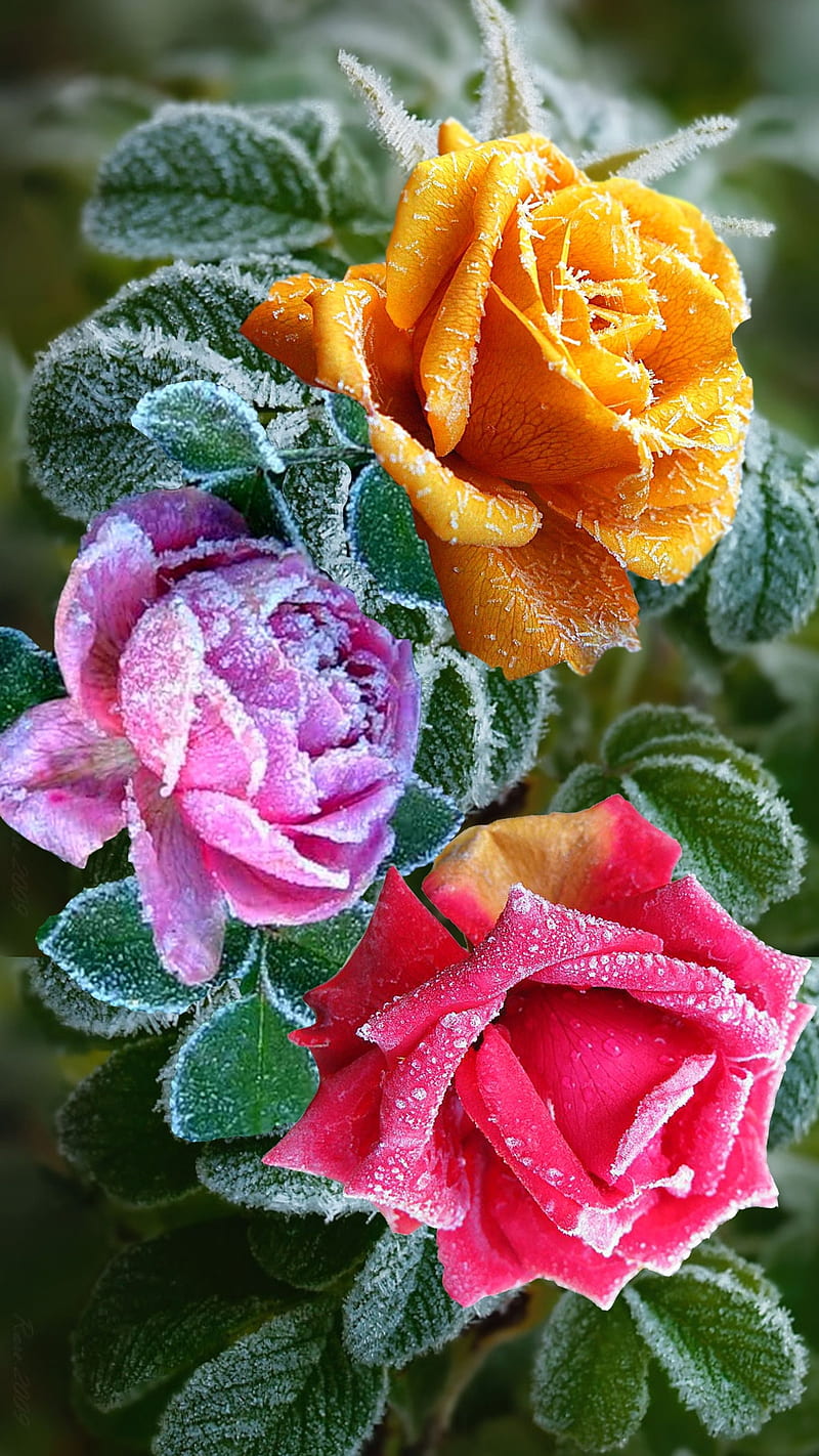 Frozen roses, cold, green, love, orange, pink, red, rose, HD phone wallpaper