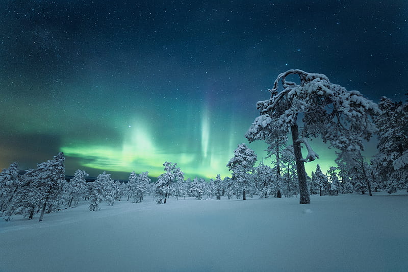 snow, trees, northern lights, night, winter, HD wallpaper
