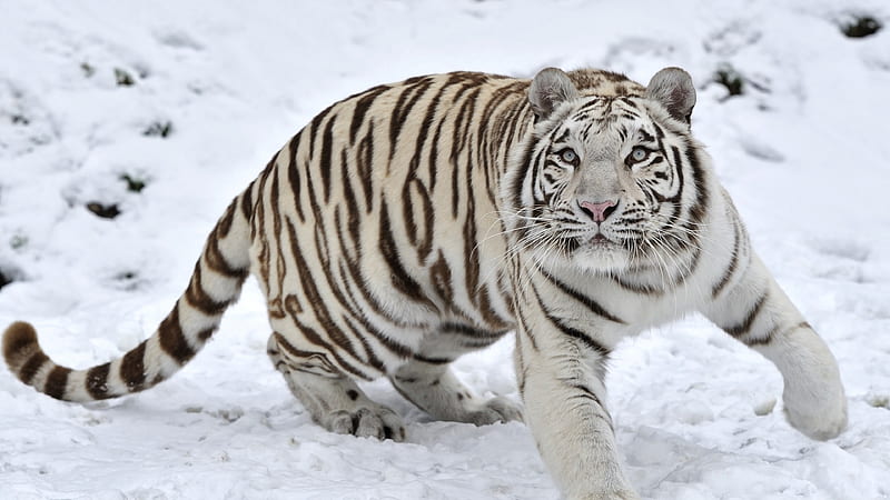 Tiger Albino 1, tiger, animals, predator, king, HD wallpaper