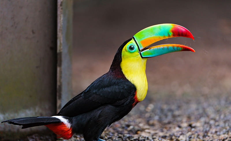 Toucan Bird Ultra, Animals, Birds, Exotic, Colorful, Bird, Tropical,  Colourful, HD wallpaper | Peakpx