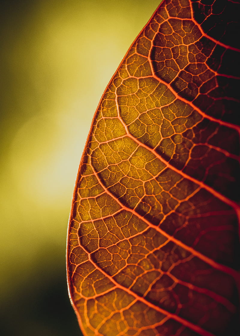 leaf, veins, macro, plant, HD phone wallpaper