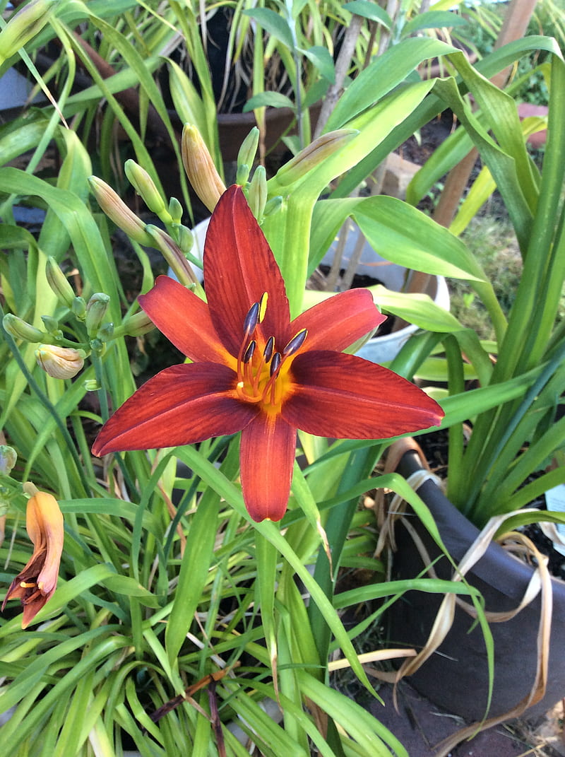 Crimson pirate, daylily, flower, red, HD phone wallpaper | Peakpx