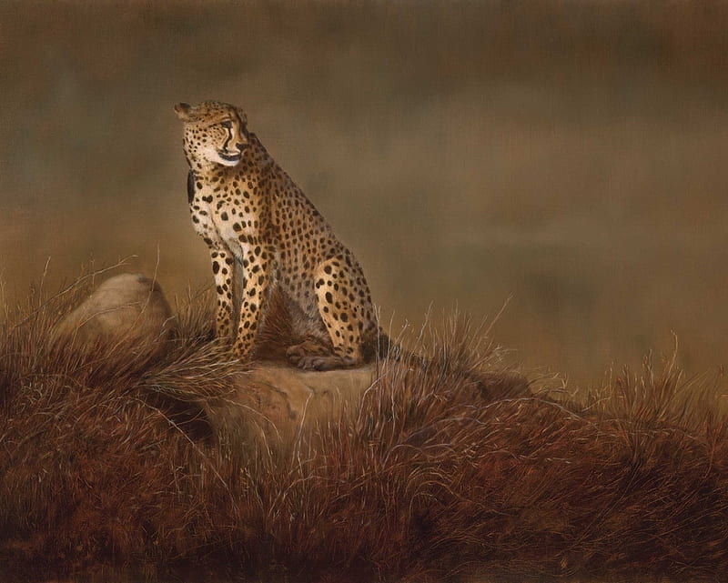 Jaguar, animal, desert, tiger, wild, HD wallpaper | Peakpx
