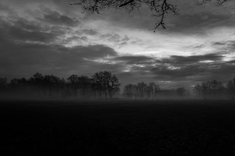 fog, trees, bw, landscape, dark, HD wallpaper