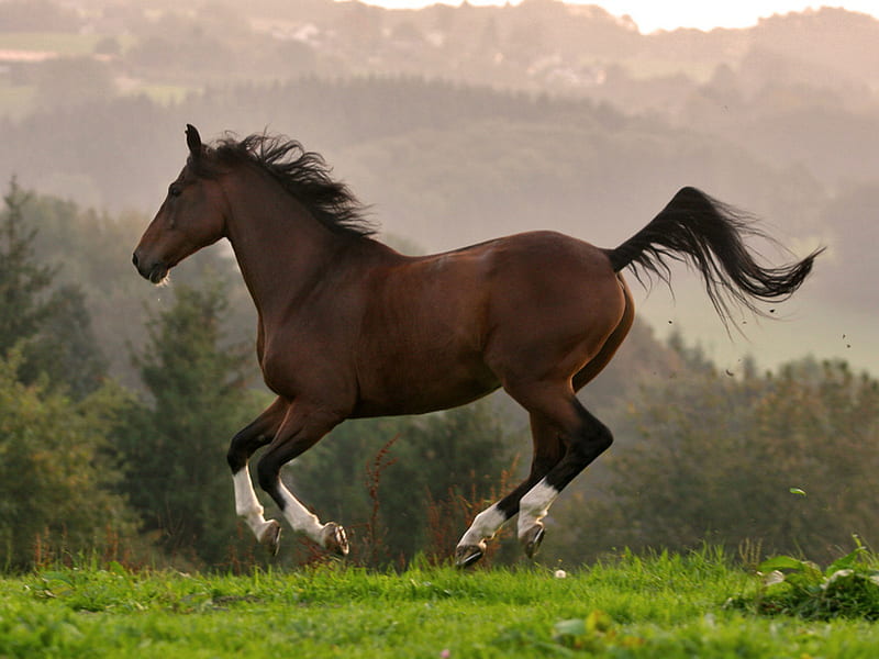 Horse running!, horses, HD wallpaper | Peakpx