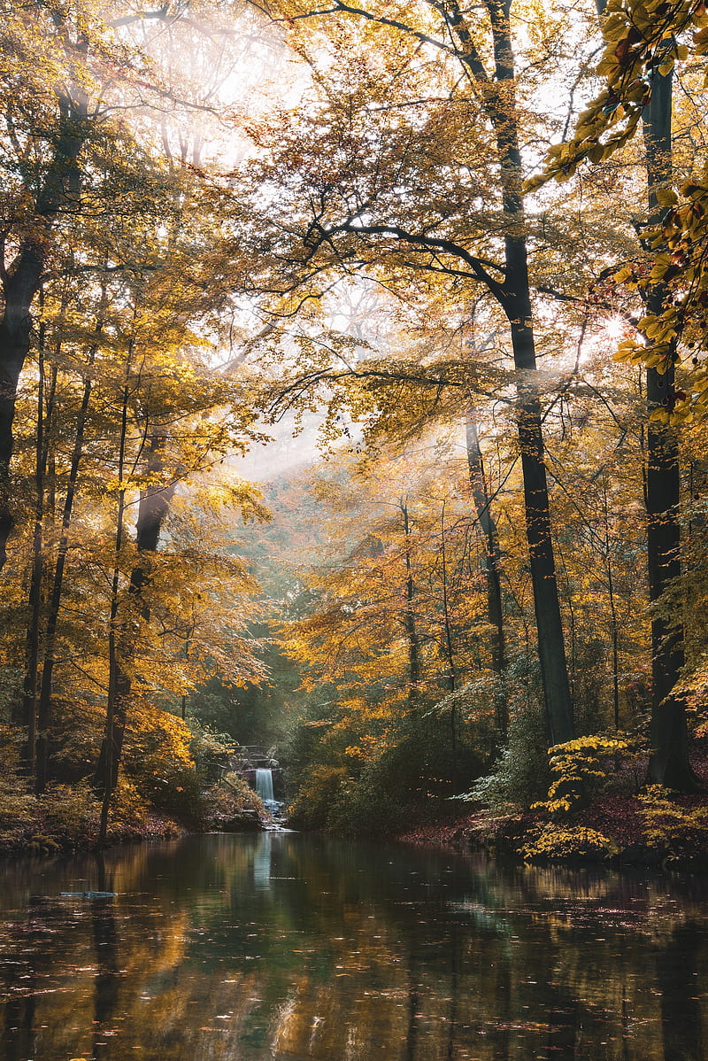 river, forest, trees, landscape, autumn, HD phone wallpaper