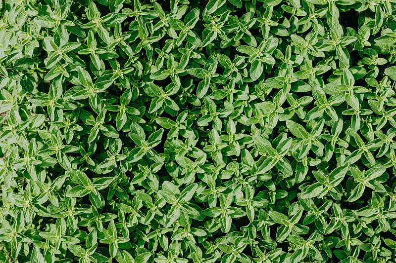 Green Leaves on Brown Soil, HD wallpaper