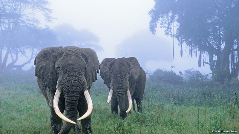 Two Elephants in the mist, gris, tusks, trunks, big ears, HD wallpaper