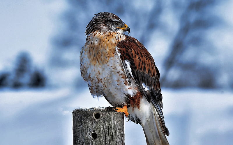 Ferruginous Hawk, winter, wildlife, R, Buteo regalis, royal hawk, wild birds, bokeh, HD wallpaper