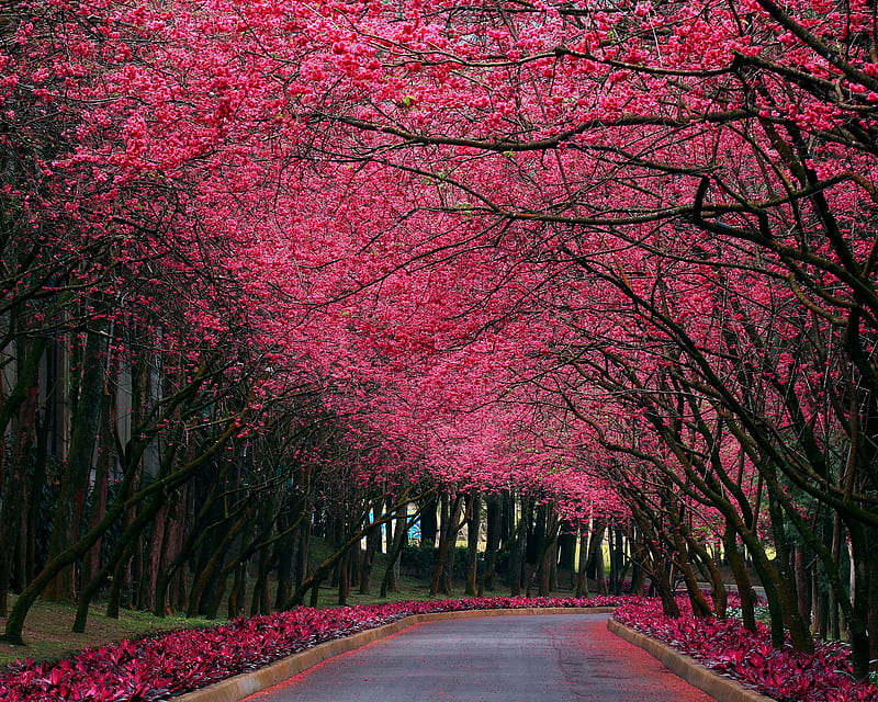 Nature , bonito, flowers nature, pink, road, tress, way, HD wallpaper