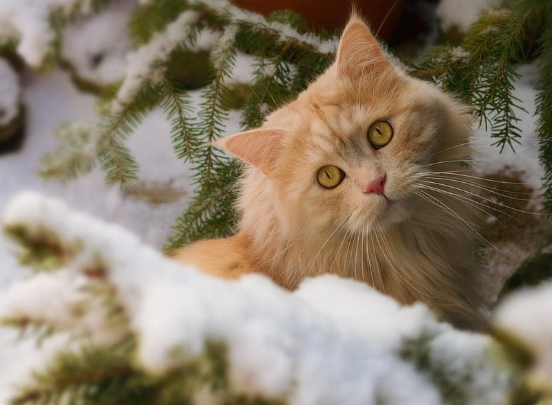 Cat, orange, ginger, animal, winter, pisica, HD wallpaper  Peakpx