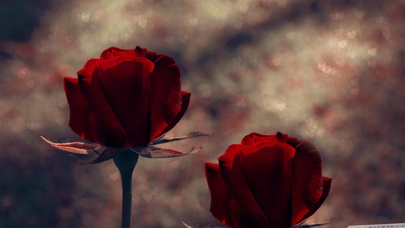 Roses, flower, beauty, nature, HD wallpaper | Peakpx