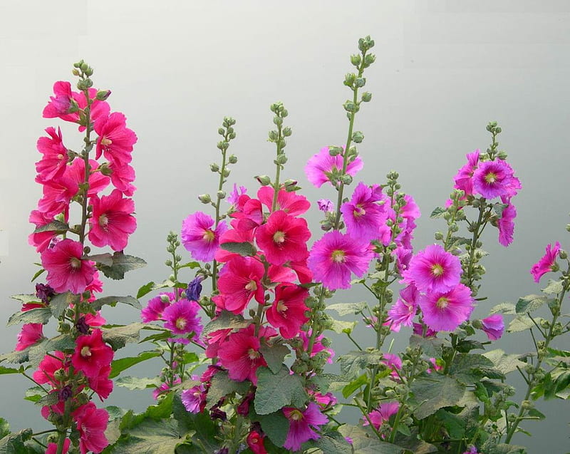 A HOST OF HAPPY HOLLYHOCKS, plants, flowers, gardens, pinks, purples, blooms, HD wallpaper