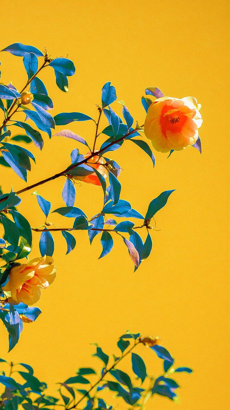 tumblr backgrounds flowers