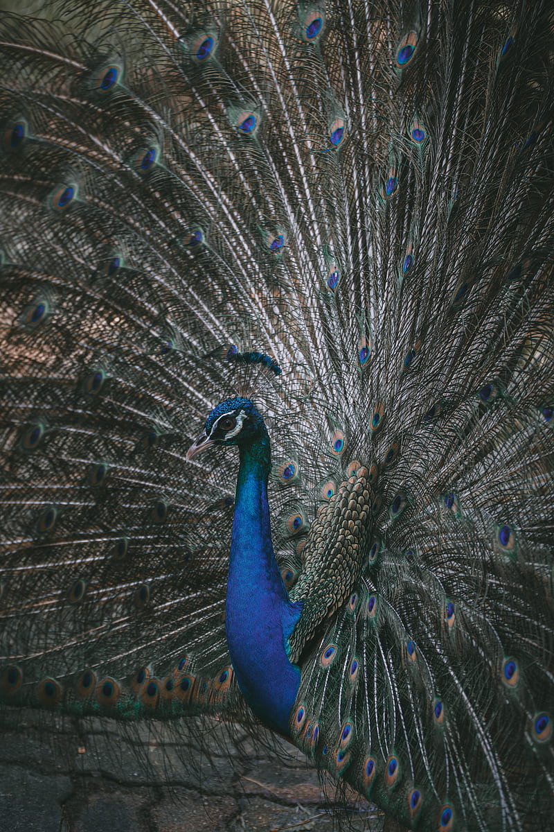 peacock, bird, tail, feathers, HD phone wallpaper