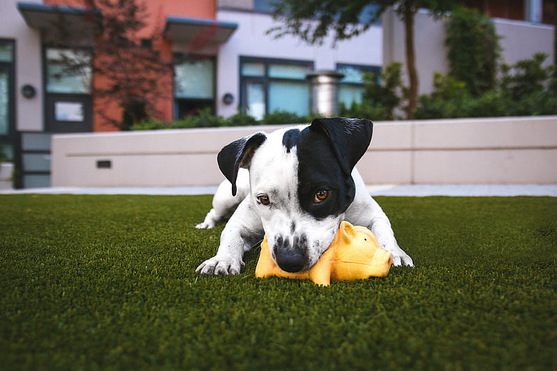 white and black American pitbull terrier bit a yellow pig toy lying on grass outdoor during daytime, HD wallpaper