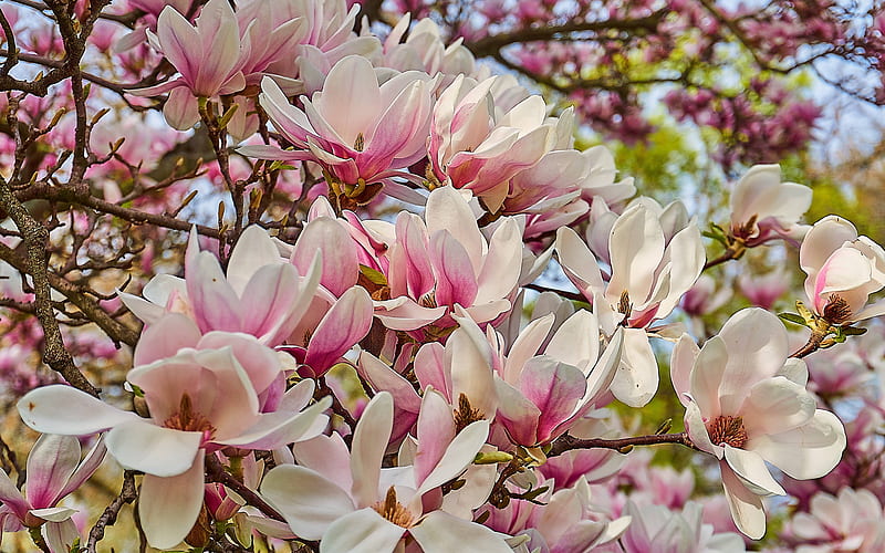 Magnolia, blossoms, spring, tree, HD wallpaper