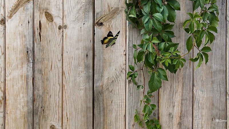 Vines on the Fence, fence, rustic, leaves, butterfly, summer, boards, spring, HD wallpaper