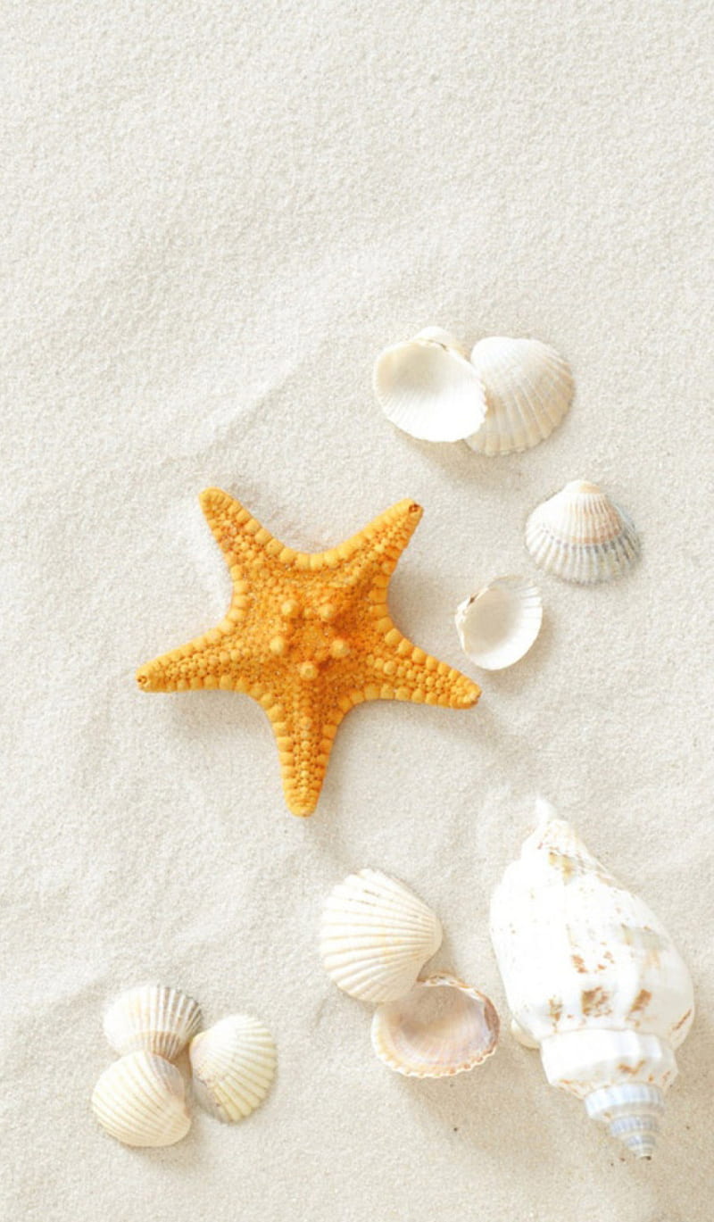 White Sand, abstract, nature, shells, starfish, HD phone wallpaper