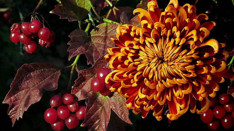 flower, autumn, berry, chrysanthemum, HD wallpaper