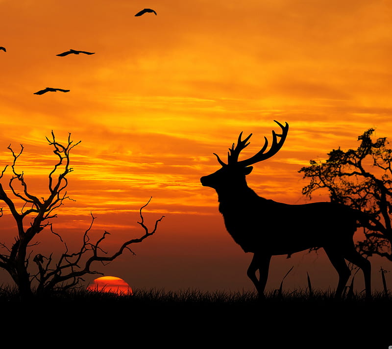 Sunset, deer, tree, HD wallpaper