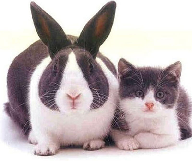 so sweet, cute, rabbit, white, cats, animals, HD wallpaper