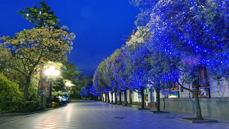 row of lit trees at entrance to a park, path, park, trees, lights, blue, night, HD wallpaper