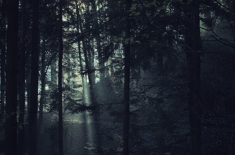 Trees, forest, fog, light, nature, dark, HD wallpaper | Peakpx