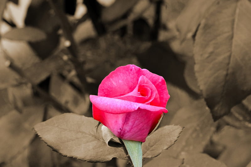 Pink Sepia Rose, sepia, amazing rose, pink rose, rose, hop, HD wallpaper