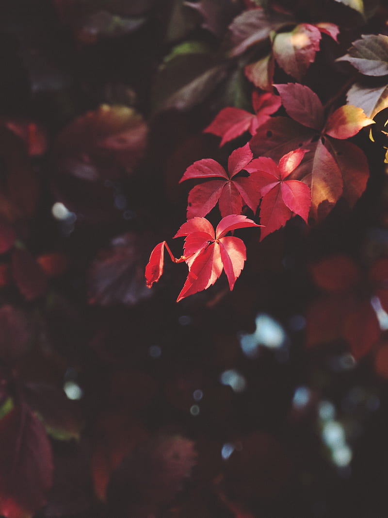 branch, leaves, blur, plant, HD phone wallpaper
