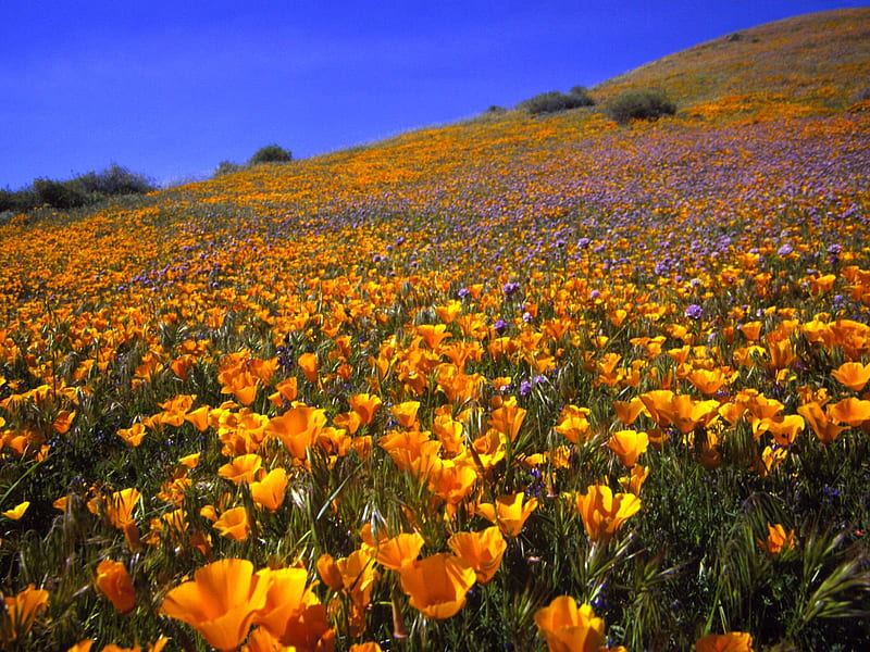 Untitled , hills, california, hillside, antelope valley, HD wallpaper