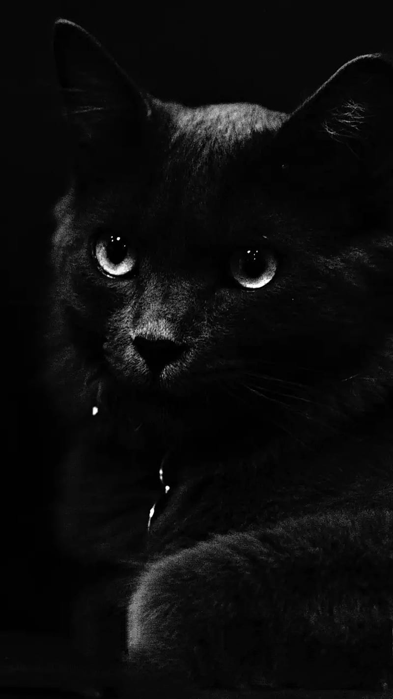Black cat, cats, eyes, halloween, watch, HD phone wallpaper | Peakpx