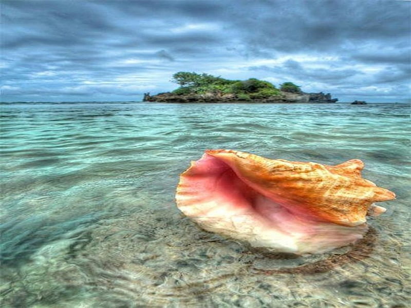 The Conch Shell, shell, ocean, conch, island, pink, sea, blue, HD wallpaper