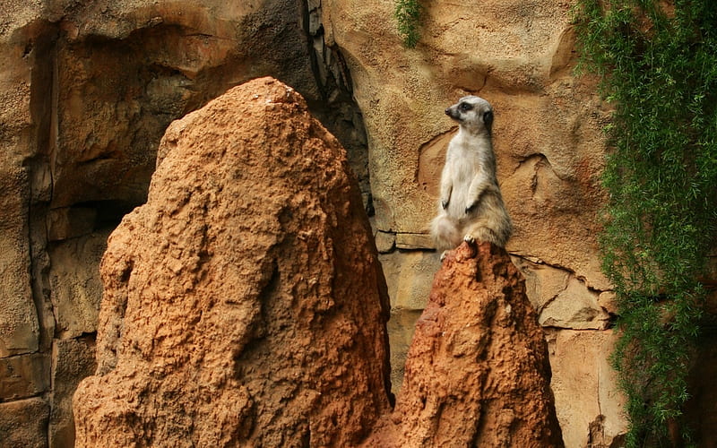 Meerkat, cute, rocks, stone, suricate, bonito, animals, HD wallpaper