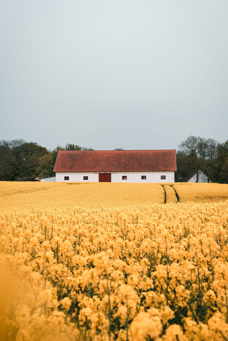 field, flowers, yellow, building, HD phone wallpaper