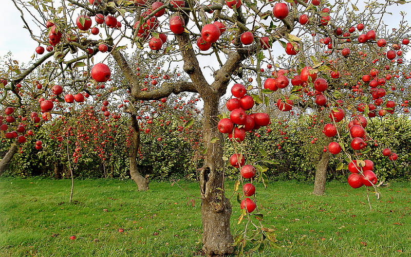 apples,apples everywhere, fruit, tree, harvest, graphy, food, nature, sweet, HD wallpaper
