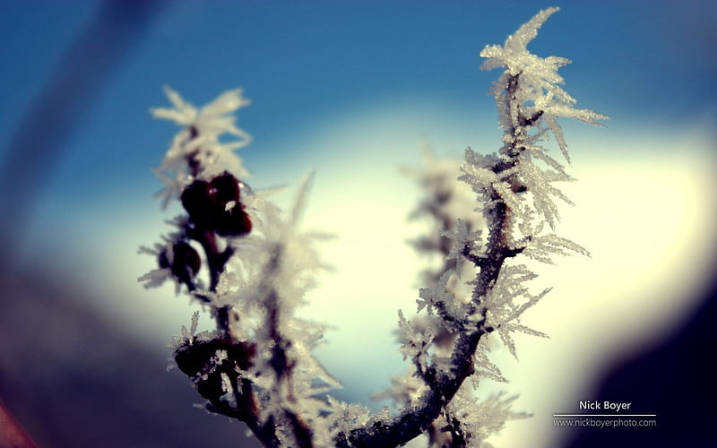 Frost on branch, grass abstract, branch, winter, cold, graphy, snow macro, nature, frozen, frost, HD wallpaper