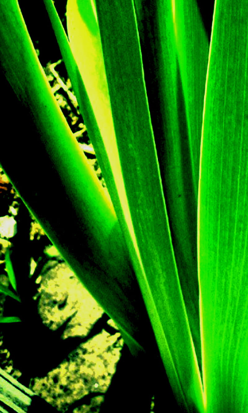 Green Leafs, bb10, blackberry, leaf, nature, plant, z10, HD phone wallpaper