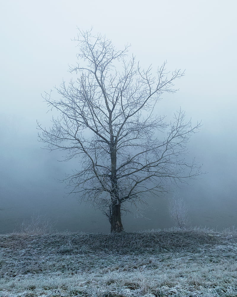 tree, fog, haze, hoarfrost, frost, HD phone wallpaper