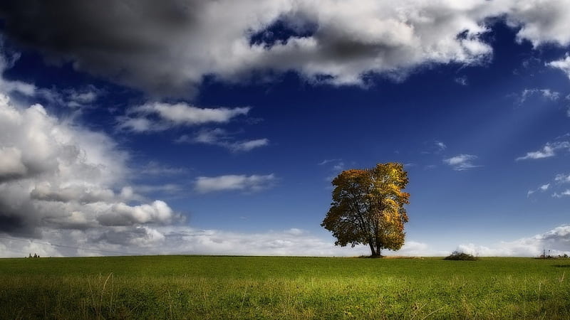 lonely tree in a grassy meadow, tree, grass, clouds, sky, hill, meadow, HD wallpaper