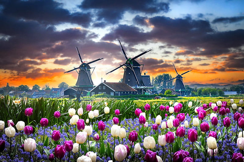 Holland windmills, colorful, windmill, Holland, dutch, flowers, bonito, tulips, sunset, HD wallpaper