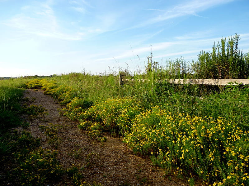 country path thru a field, fence, dirt path, flowers, bitterweed, field, HD wallpaper